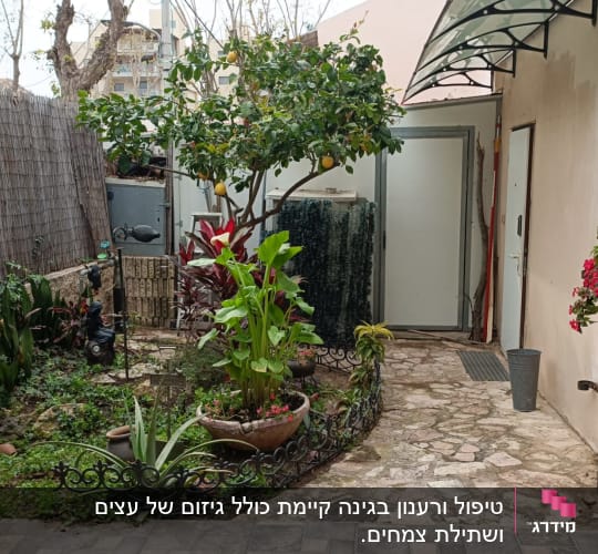 צינור השקיה, עצי פרי, עציצים ופרחים בגינה קטנה